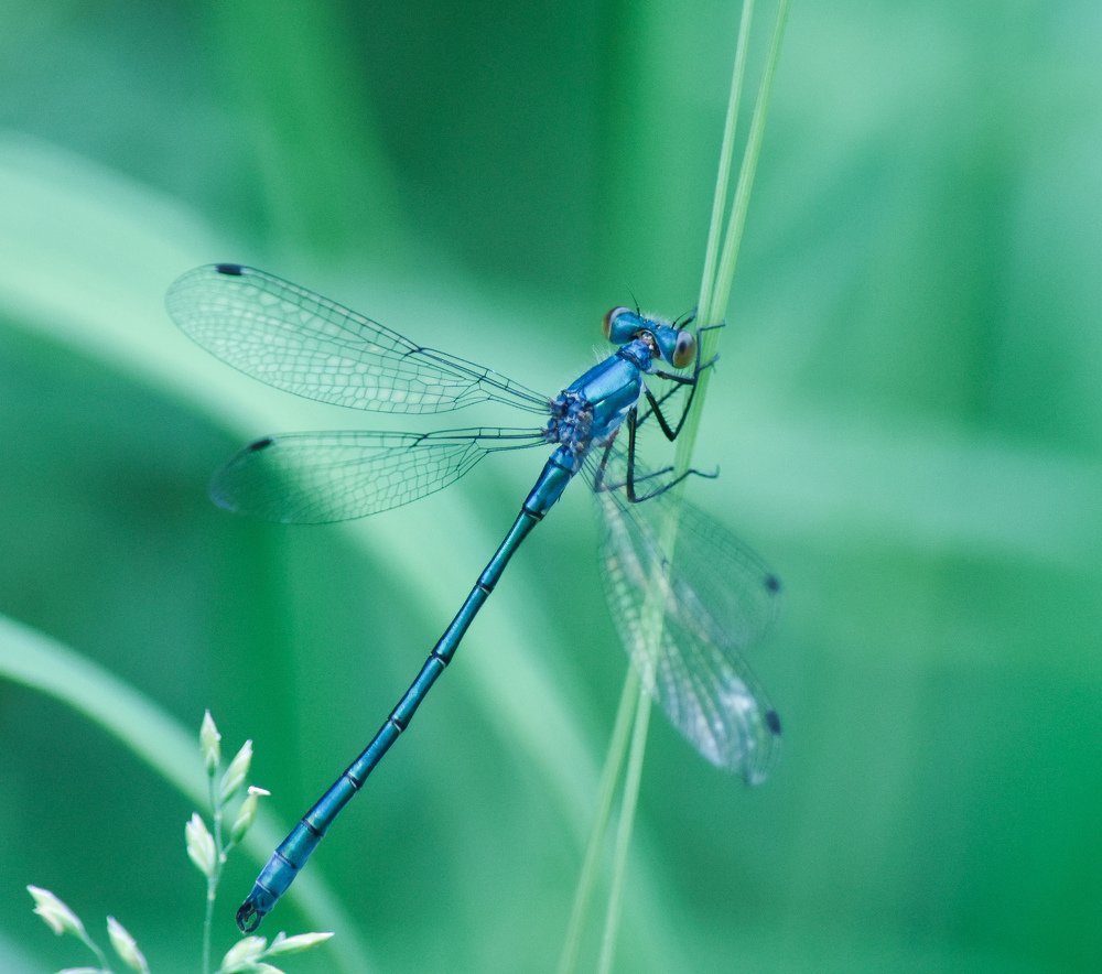 Photograph by @bersenika