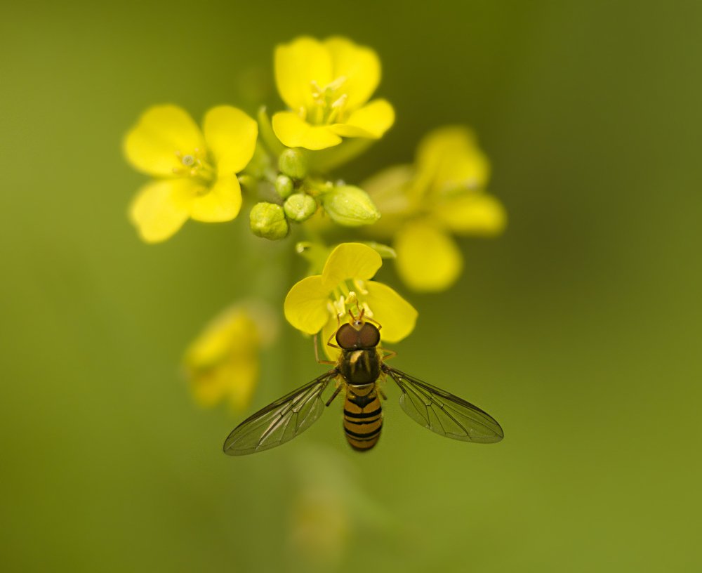 Photograph by Sanhita Bhattacharjee