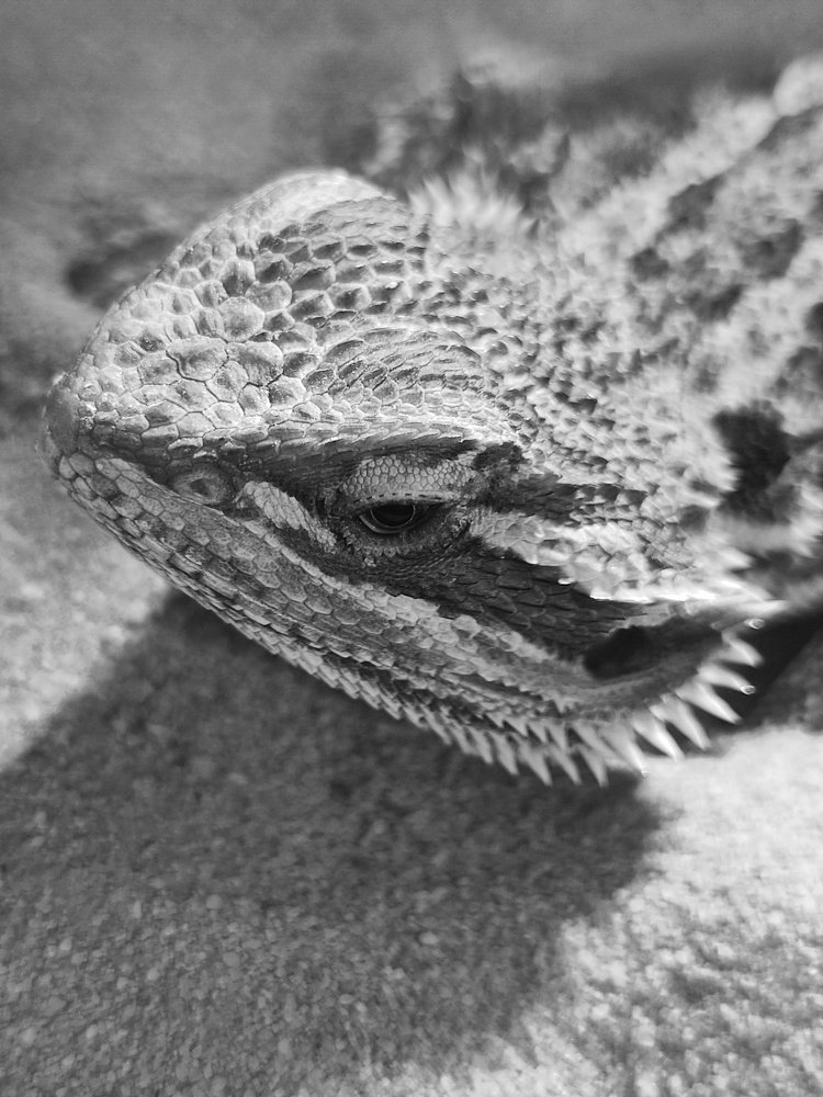 Шипы и чешуйки