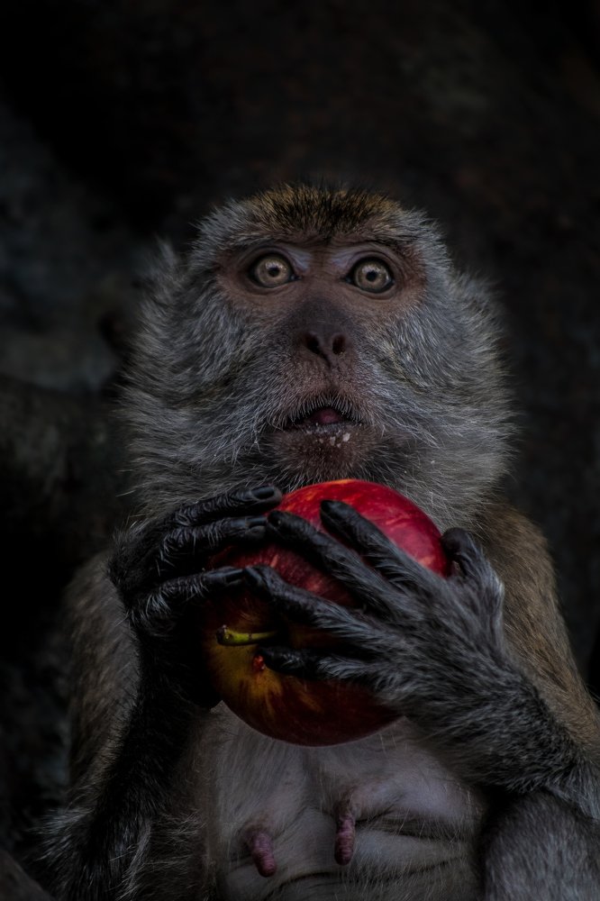 macaque holding an apple