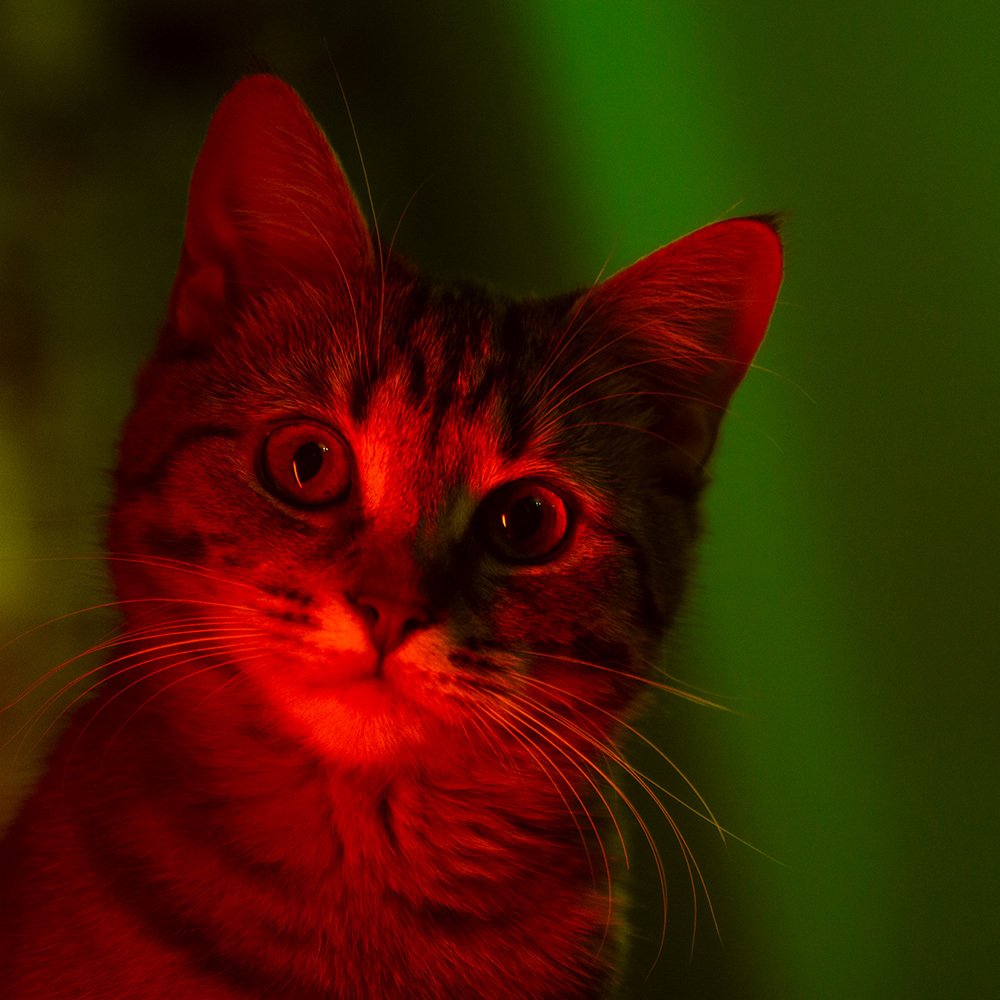 Photograph by Денис Боровских