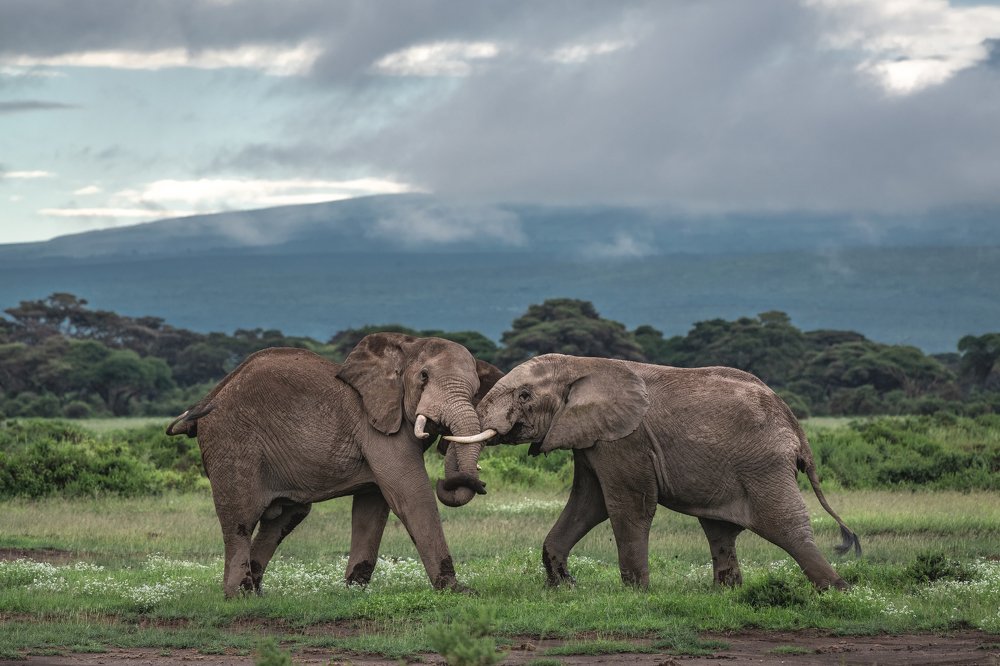 Африканские разборки/African rumble