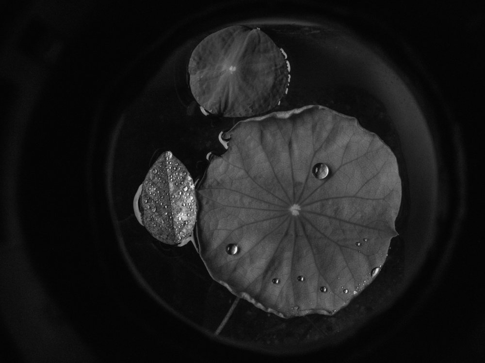 Photograph by K. H AndyLim