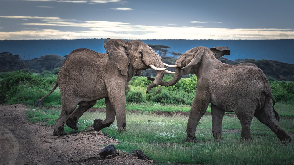 Поединок/The Duel