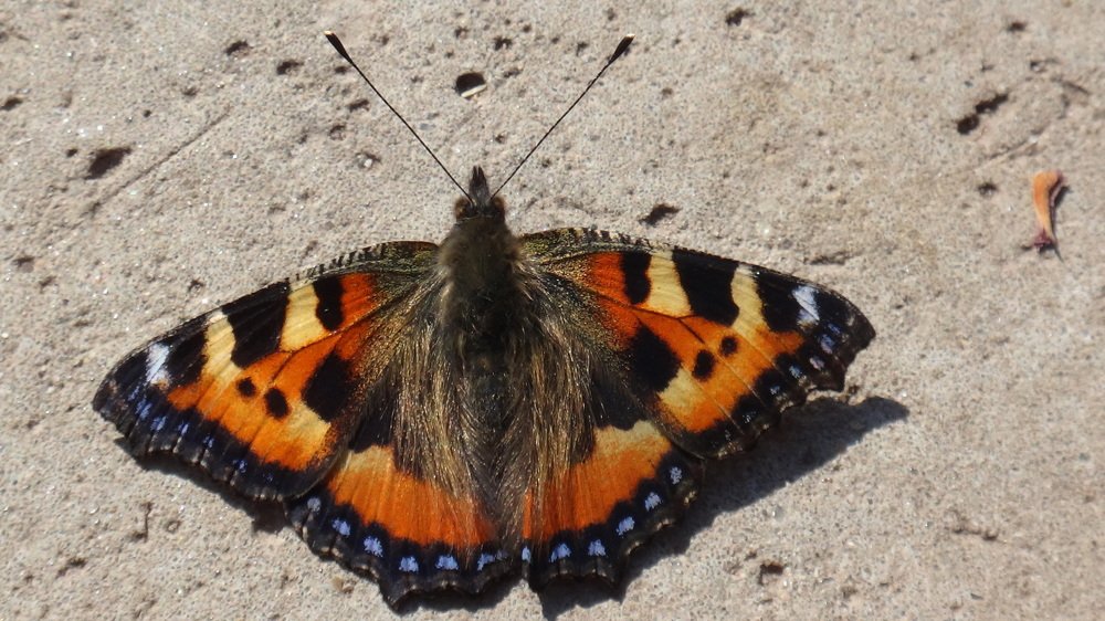 Photograph by Елена Силантьева