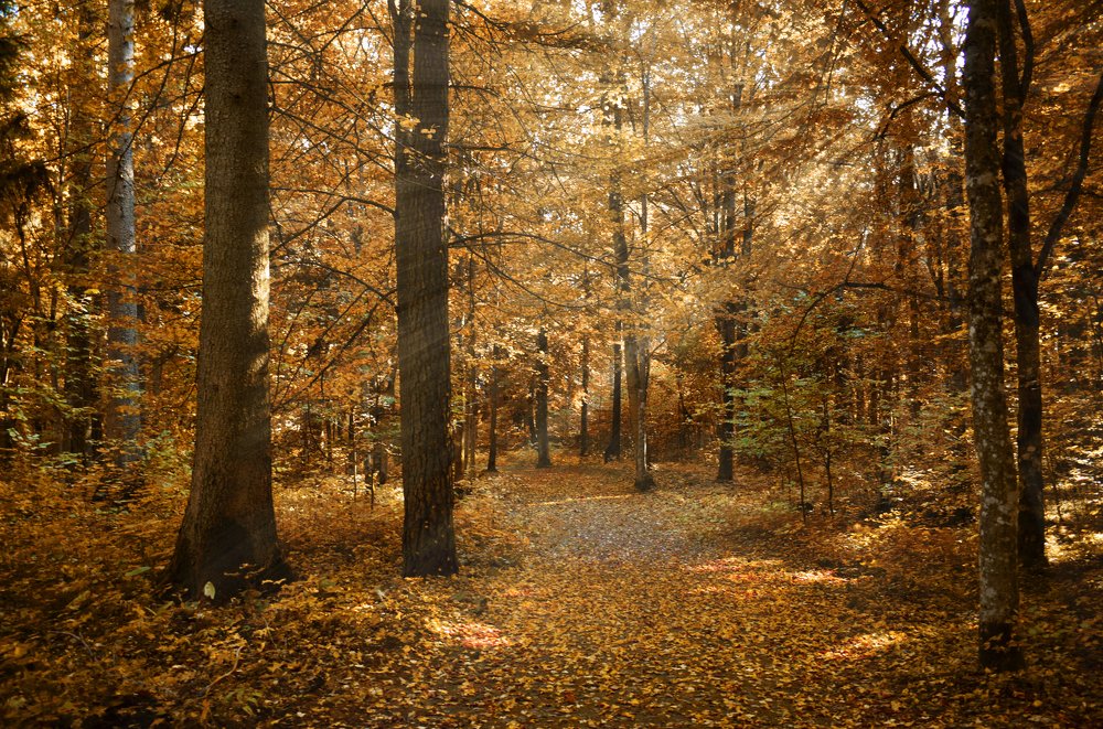 Photograph by Aušrinė Bui