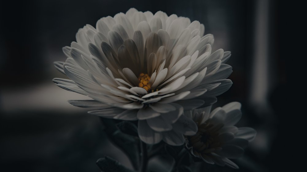 Photograph by Roman Atanov