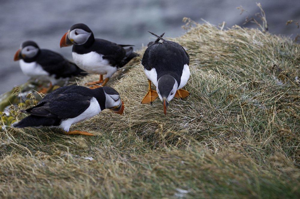 Подглядывающие