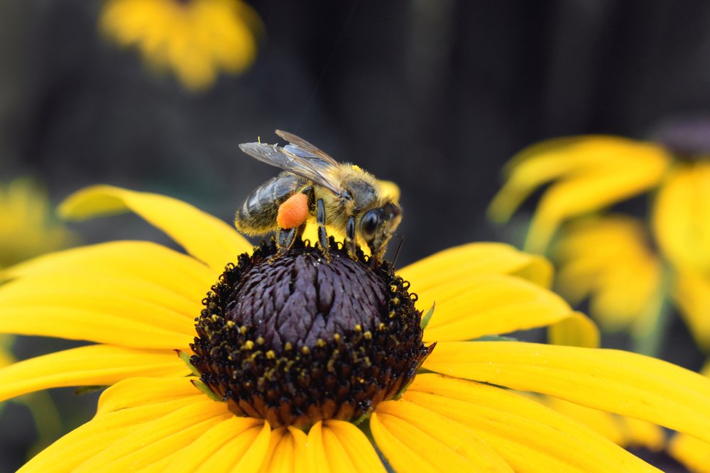 Photograph by Aušrinė Bui