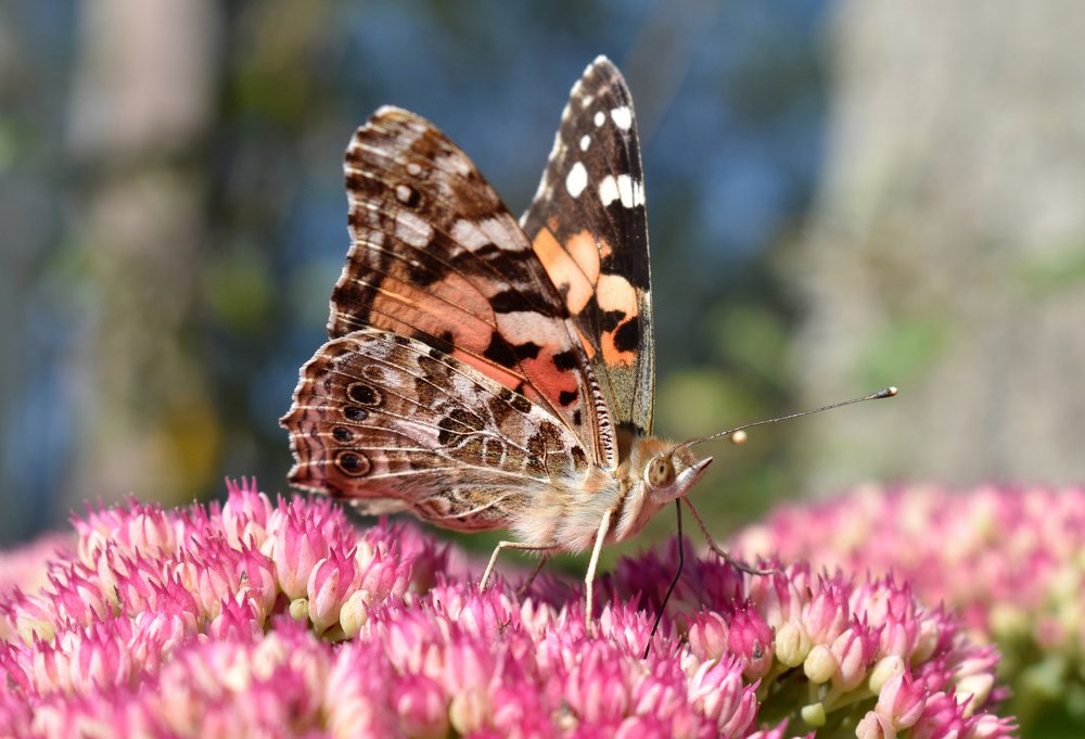 Photograph by Aušrinė Bui