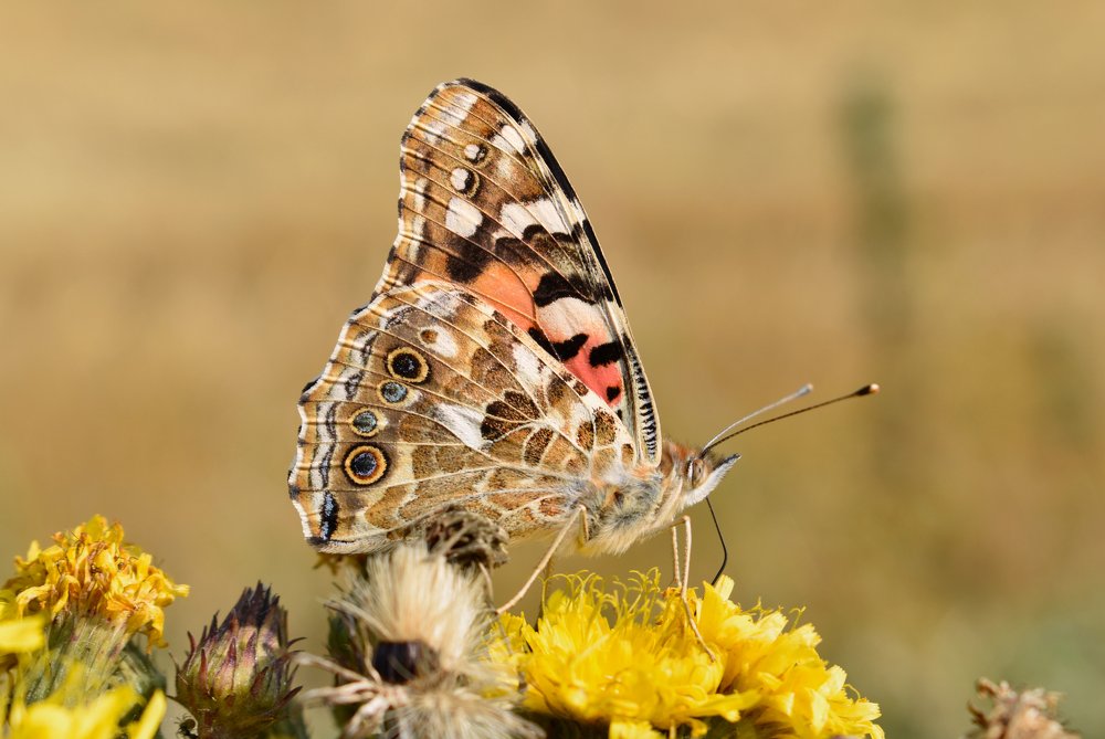 Photograph by Aušrinė Bui