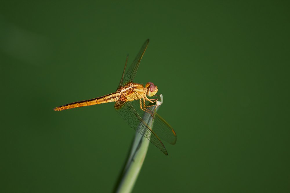 Photograph by Ryanny Torna