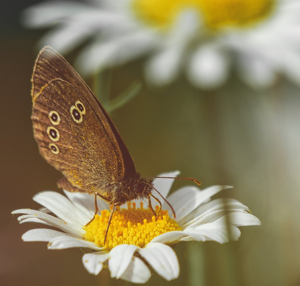 Photograph by Алексей Булгаков