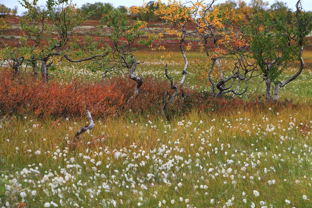 Дыхание осени.