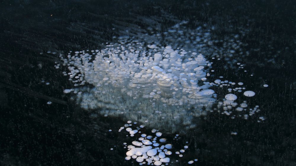 Байкальский цветок.