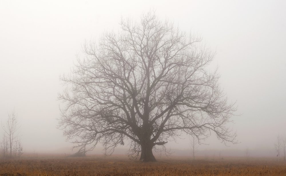 Photograph by Виталий Слёзка