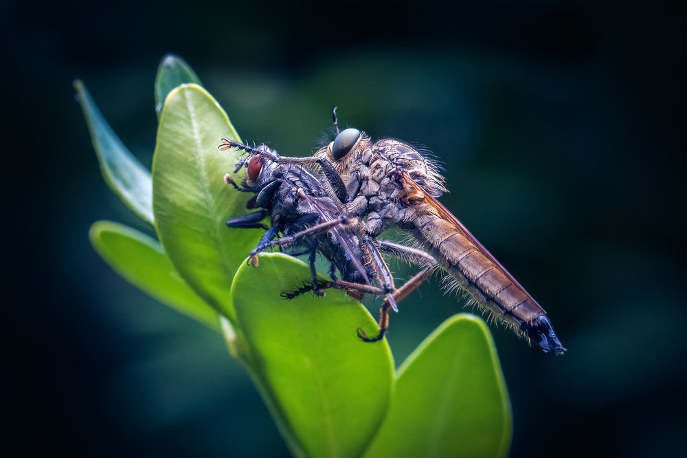 Photograph by Алла Вовк