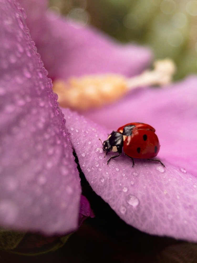 Божья коровка на цветке гибискуса