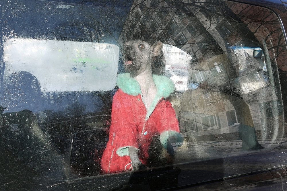 любимец кардинала