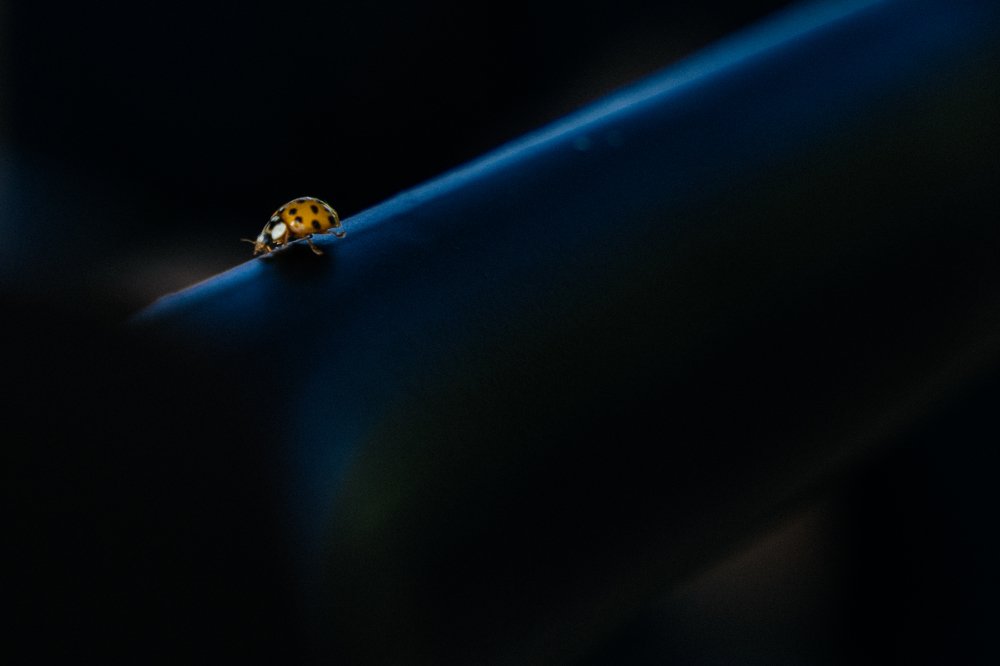 Пой со мной