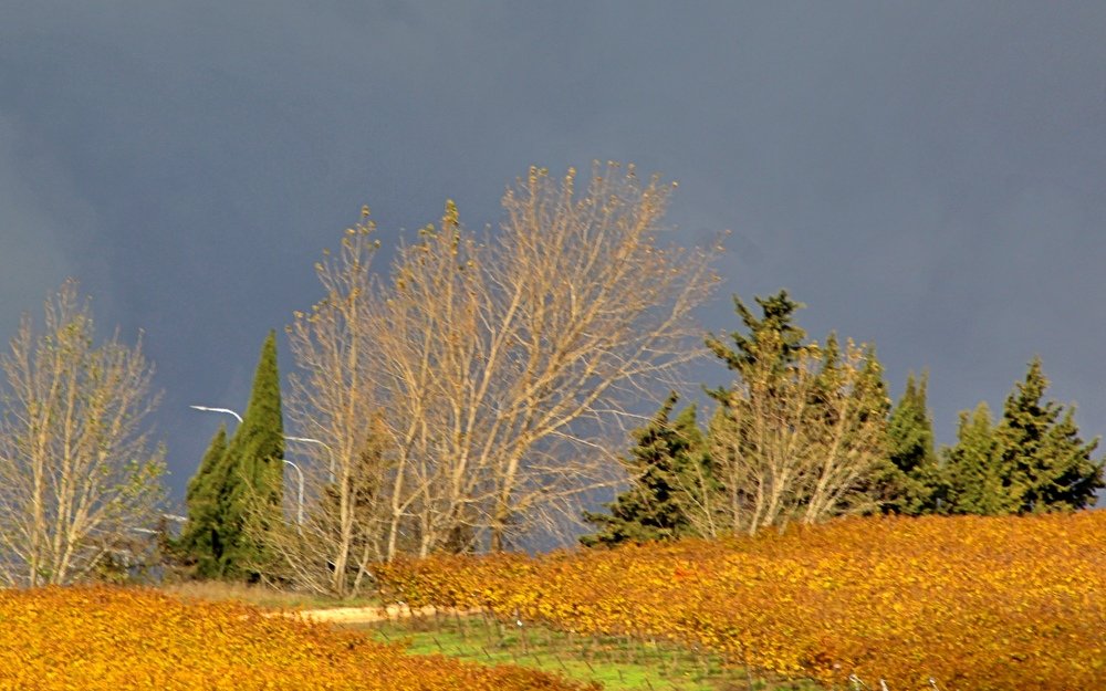 Photograph by Debbie Strauss