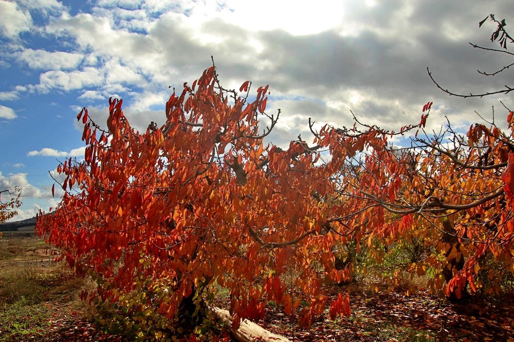 Photograph by Debbie Strauss