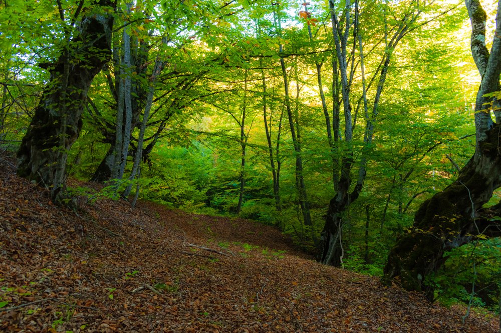 Photograph by Levan Svanidze