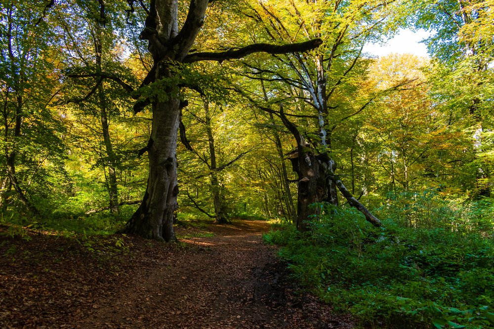 Photograph by Levan Svanidze