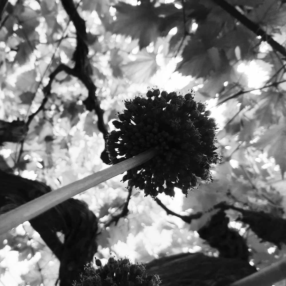 Photograph by Irena TURČINSKAJA