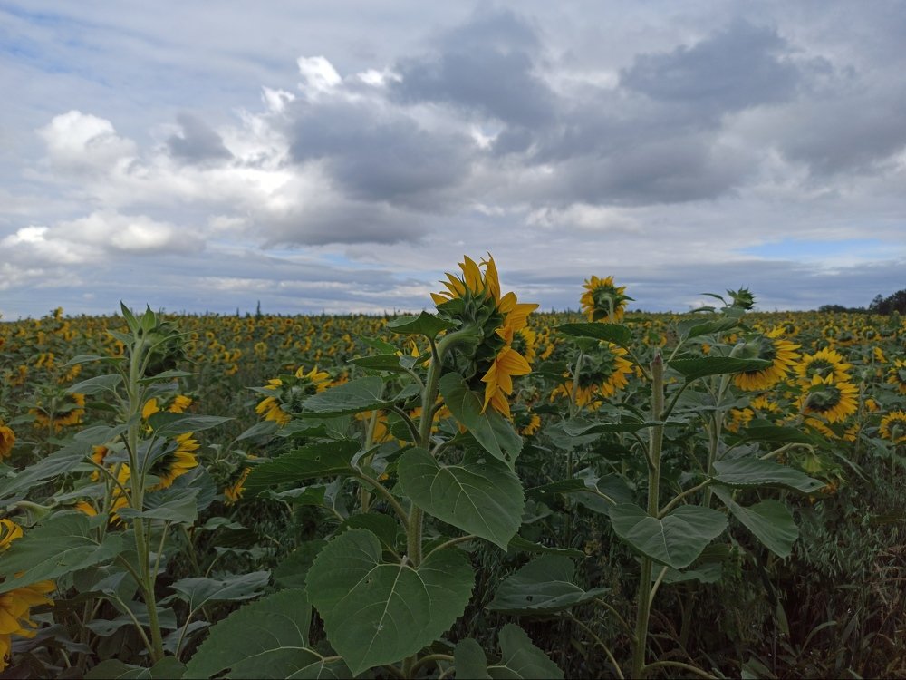 Sunflowers
