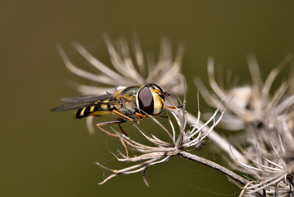Photograph by Юрій Насанюк
