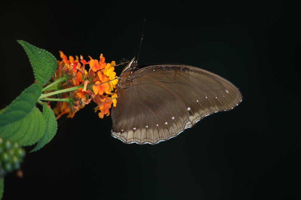 Photograph by Tanvir Ahammad Emon