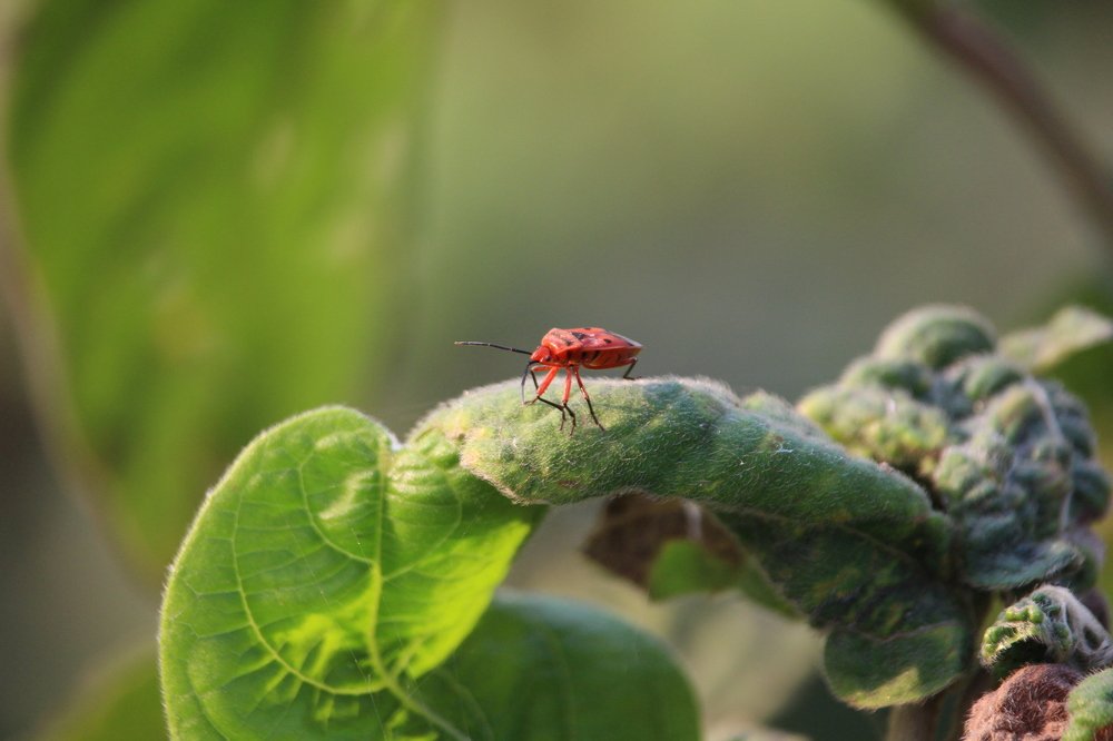 Photograph by Tanvir Ahammad Emon