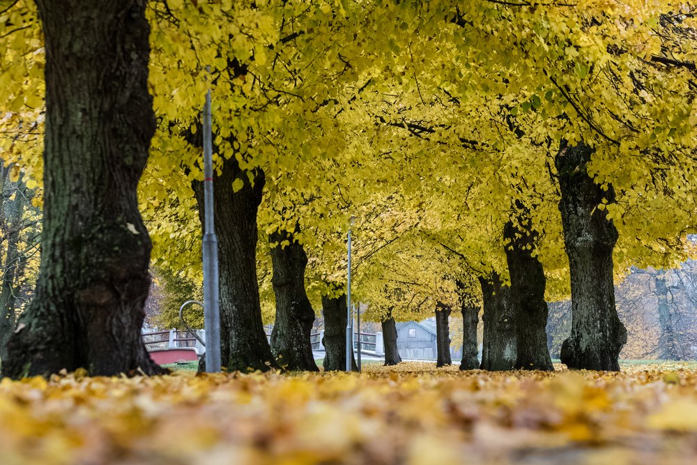 Photograph by Larisa Cekanaviсa