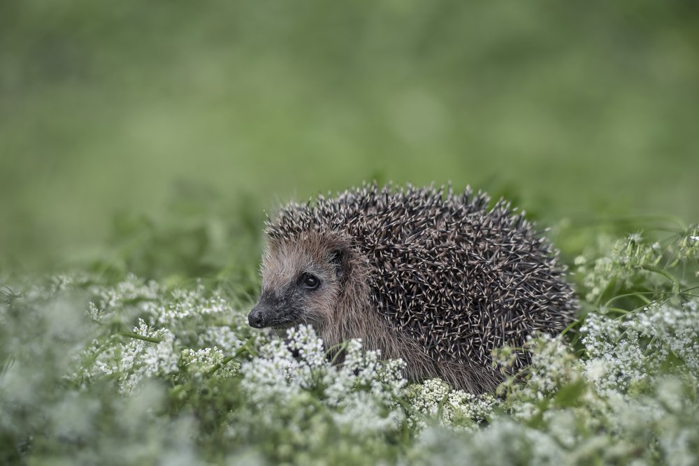 Photograph by Наталия Иванова