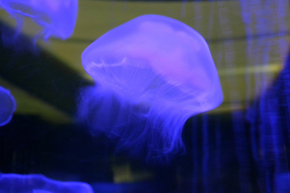 jellyfish