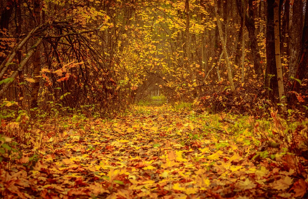 Photograph by Vlad Maslakov