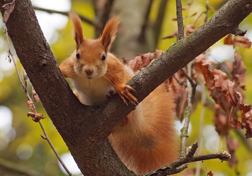 Photograph by Чепленко Алексей