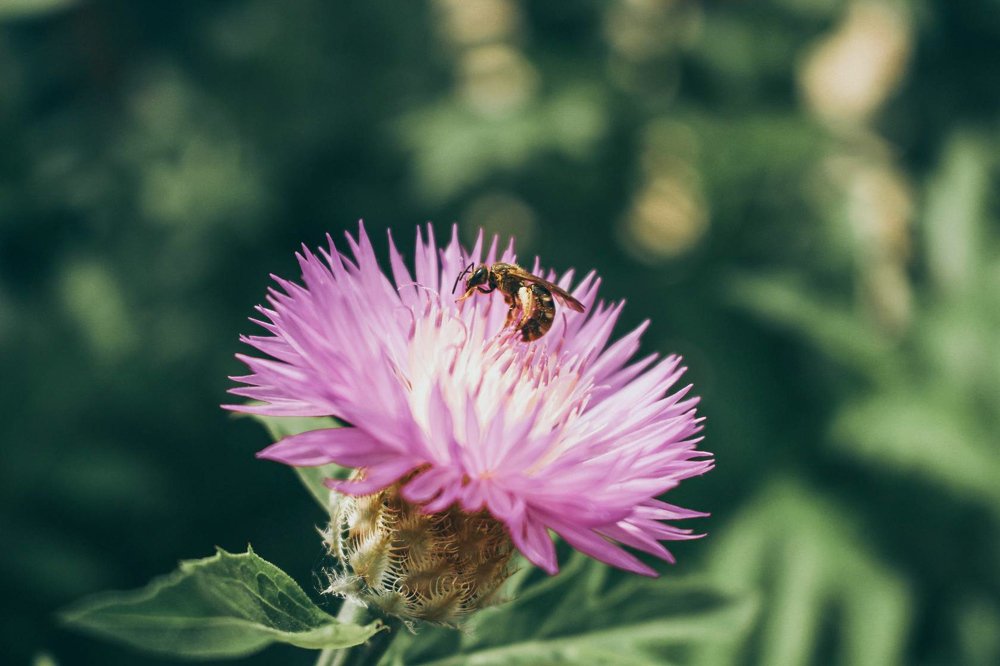 Photograph by Silvia Dubceac