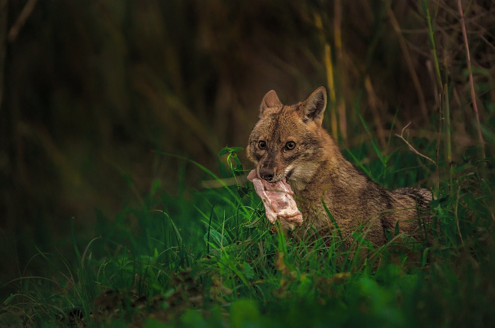 Photograph by Александр Бен Сандлер