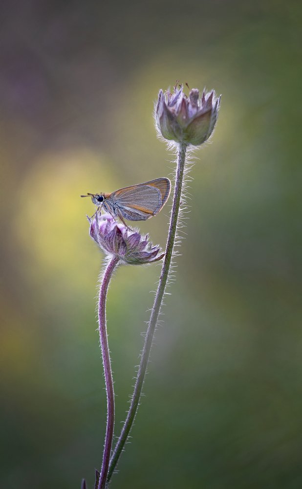 Фотография автора Сергей Троицкий