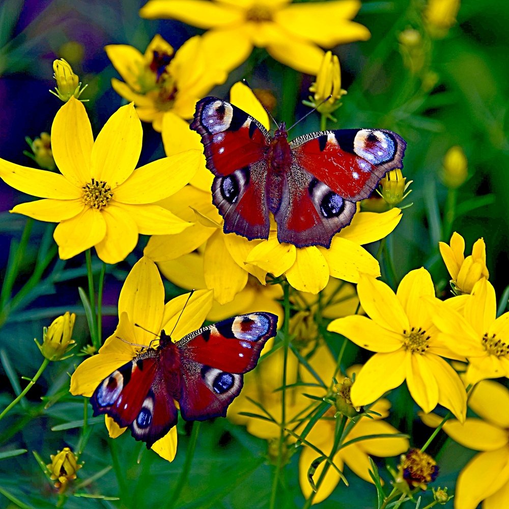 Photograph by Дмитрий Розенбаум