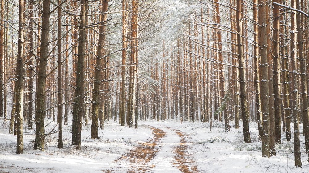 Зимний солнечный лес