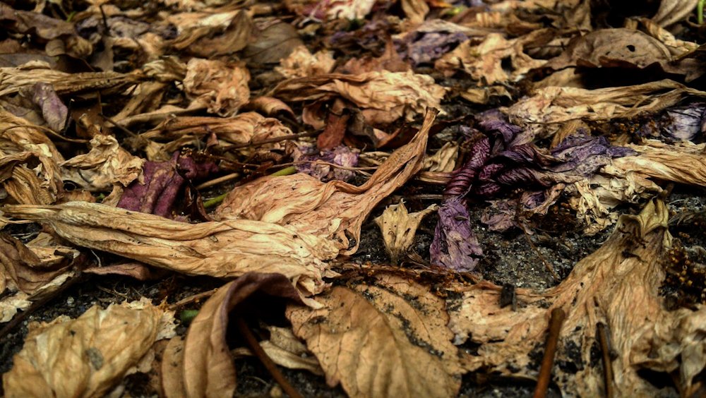 Photograph by Marcos Emanuel