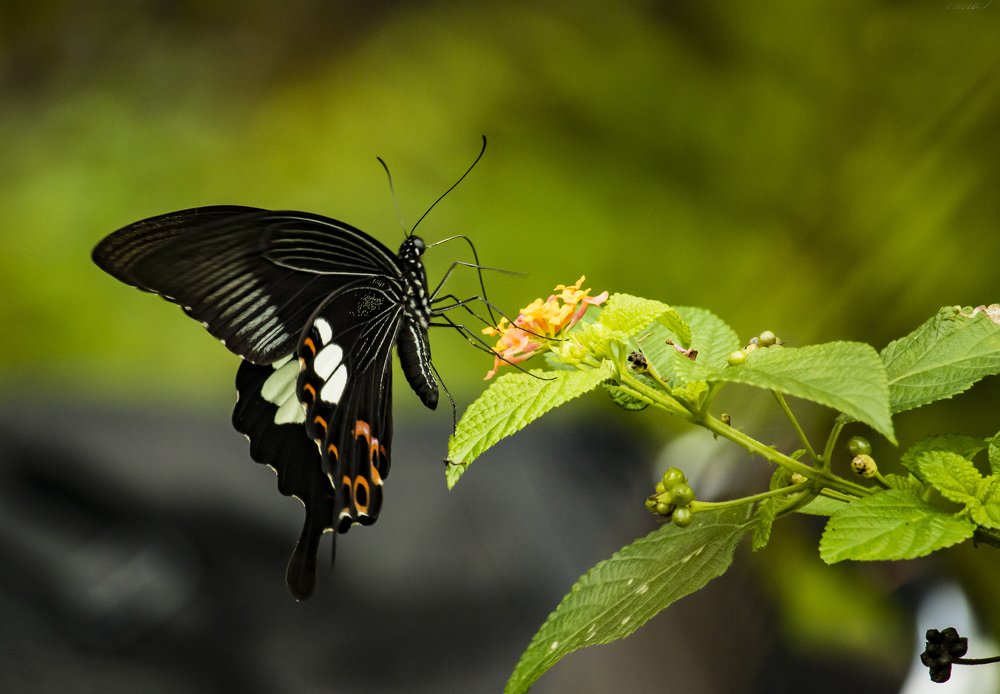 Photograph by Lê Trung Phùng