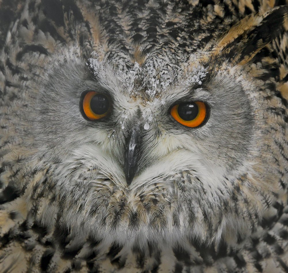 Взгляд филина