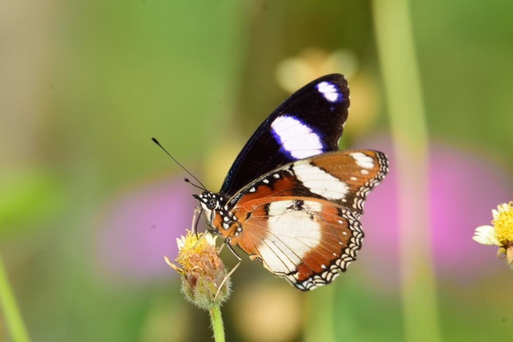 Photograph by sankamithra s