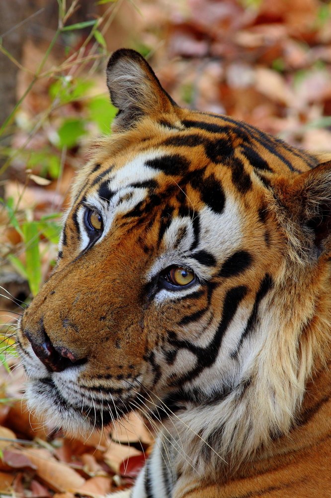 The 'Aww" in the Eyes!