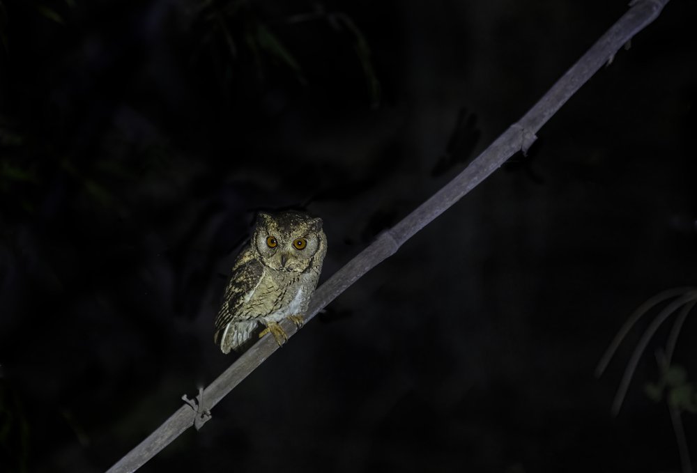 Фотография автора Ashok Behera