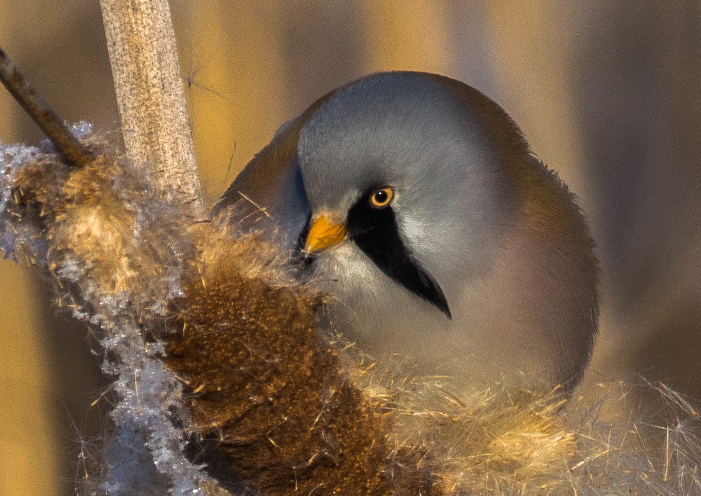 Photograph by Елена Гольдебаева